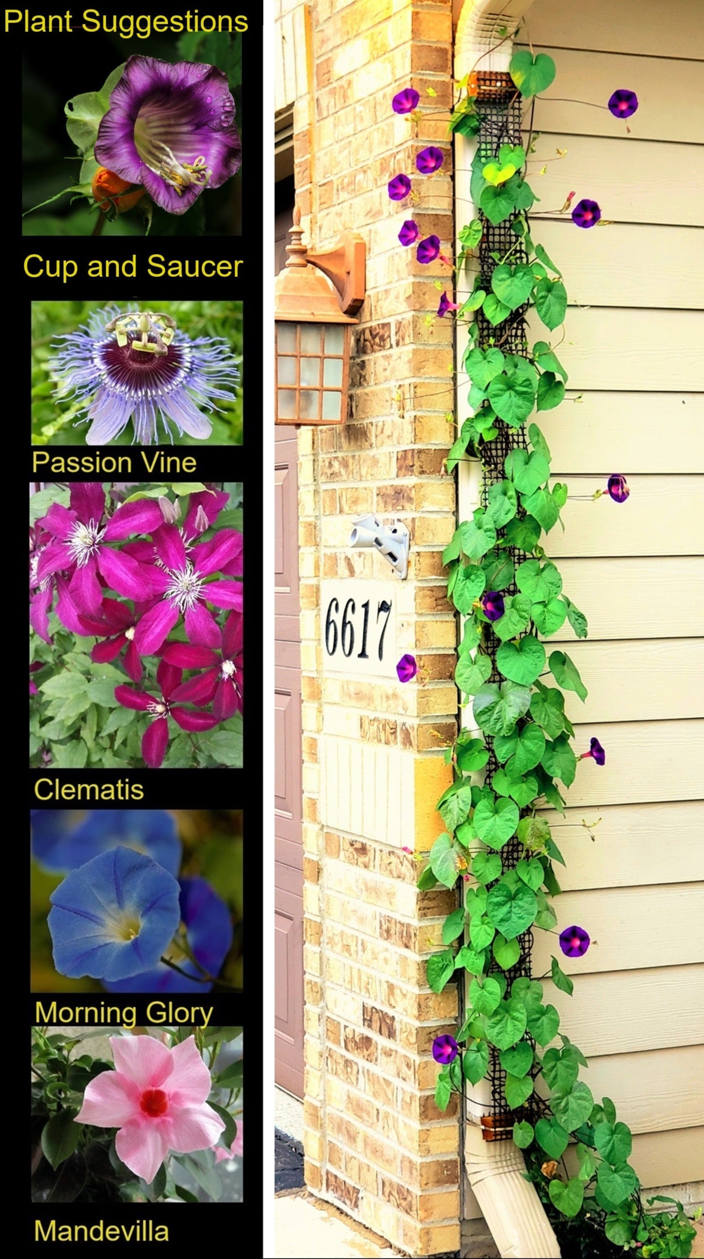 plant suggestions to grow on downspout trellis scroll trellis
