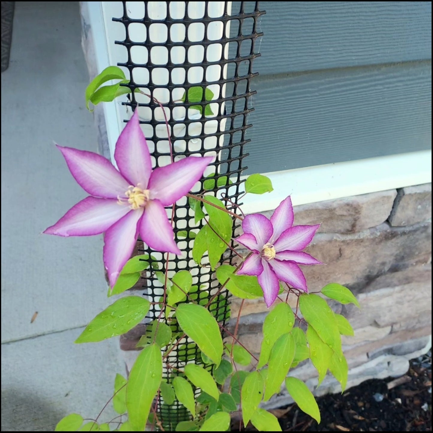 pipe climbing frame clematis scroll trellis