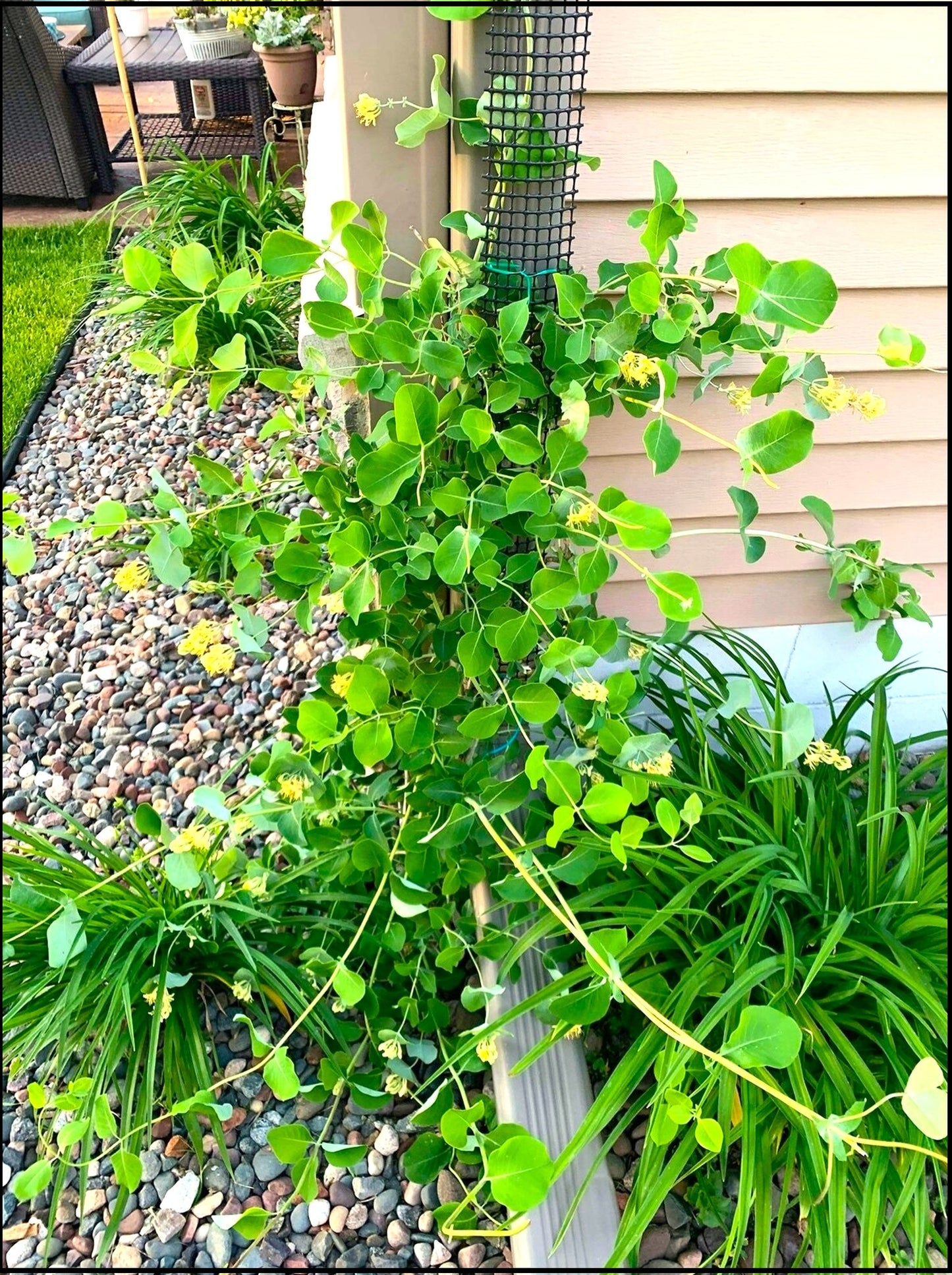 9 foot Downspout Trellis with Zip Ties | Vertical Plant Support